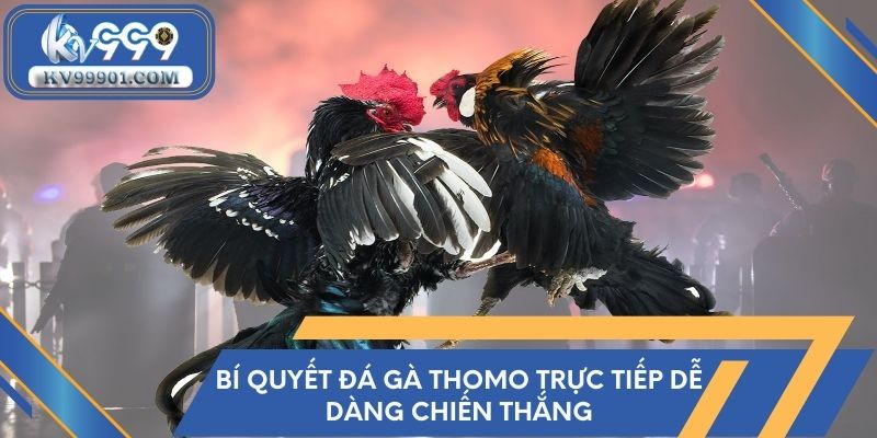 Bí quyết đá gà Thomo trực tiếp dễ dàng chiến thắng