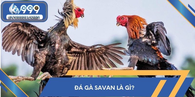 Đá gà Savan là gì?