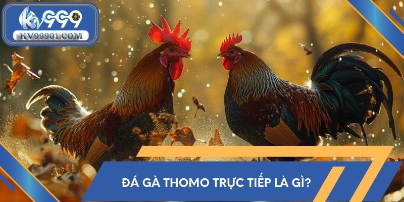 Đá gà Thomo trực tiếp là gì?