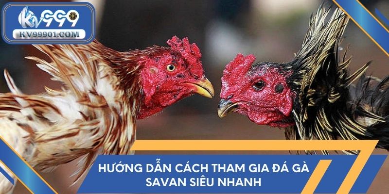 Hướng dẫn cách tham gia đá gà Savan siêu nhanh