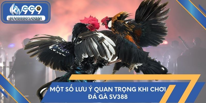 Một số lưu ý quan trọng khi chơi đá gà SV388