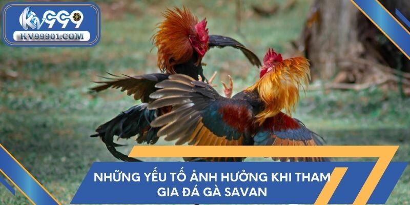 Những yếu tố ảnh hưởng khi tham gia đá gà Savan