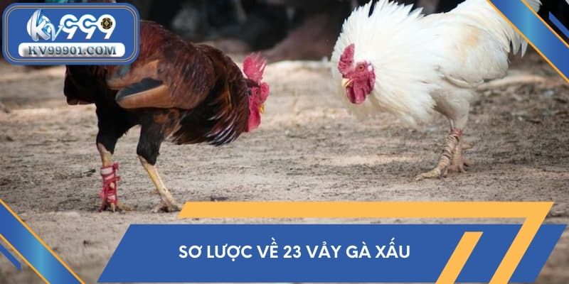 23 vảy gà xấu là gì?