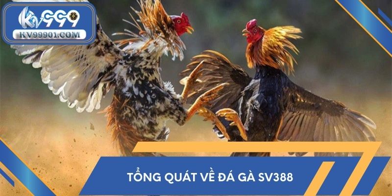 Tổng quát về đá gà SV388